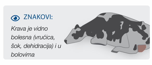 Stage 3 Mastitis in cows Visibly sick cow suffering from mastitis fever, dehydration and pain