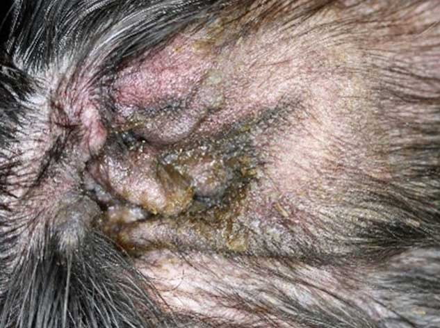 how to treat dog ear discharge